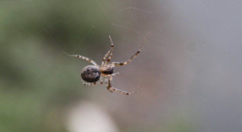 Araignée du soir bonsoir !! Araign16