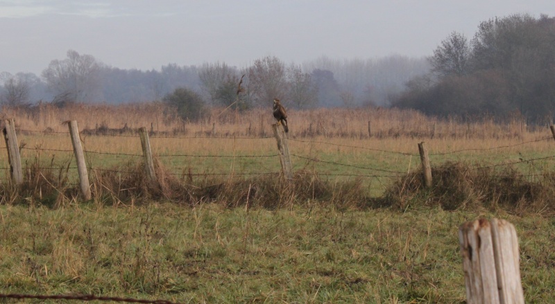 Les rapaces de France Buse10