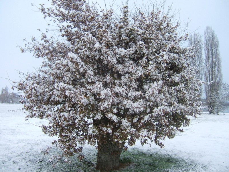 L'arbre à neige Dscf8813