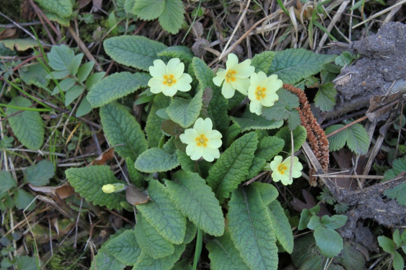 Voici les premières fleurs de l'année 2011 Img_8515