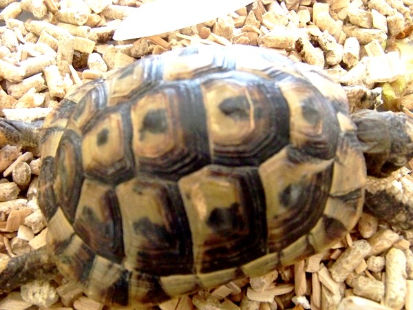 Identification de ma belle tortue.. ♥    100_4312