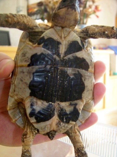 Identification de ma belle tortue.. ♥    100_4313