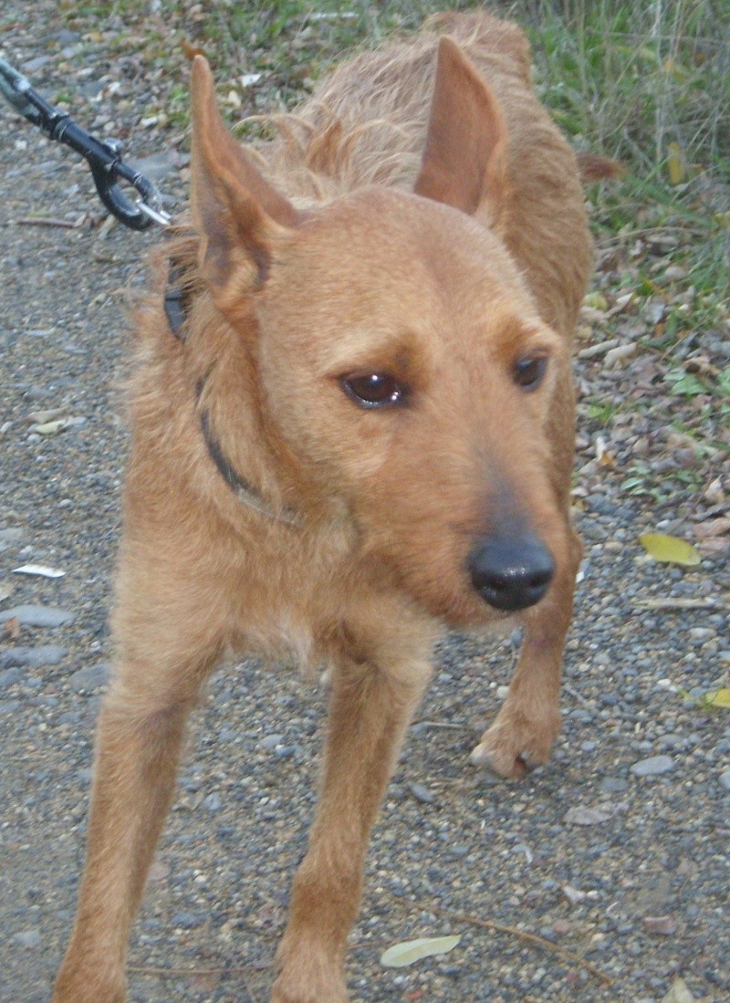 GULLIVER (croisé pinsher fox mâle) St834810