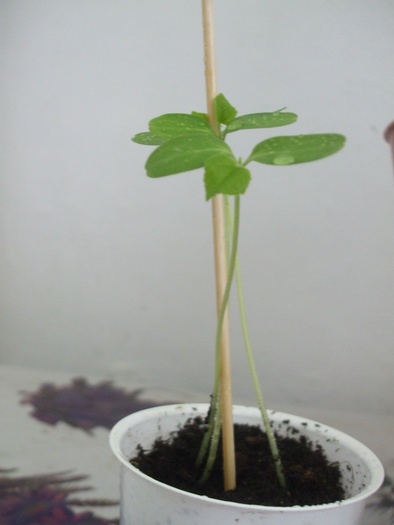 Cucumis metuliferus(Kiwano) 14629210