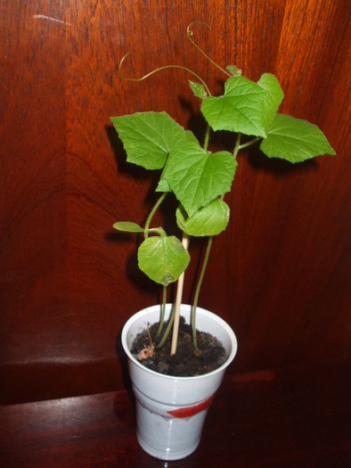 Cucumis metuliferus(Kiwano) 15510410