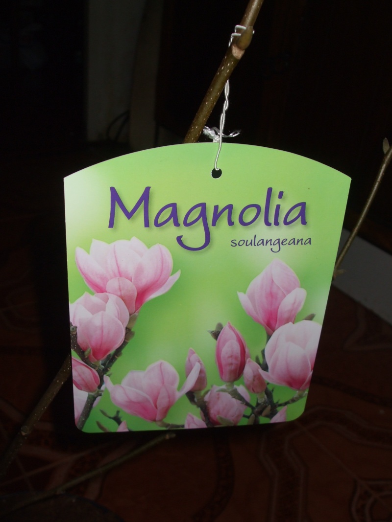 Magnolias Dscf1011