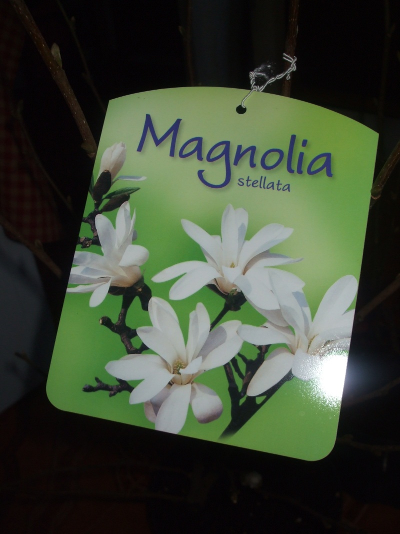 magnolias - Magnolias - Page 2 Dscf1515