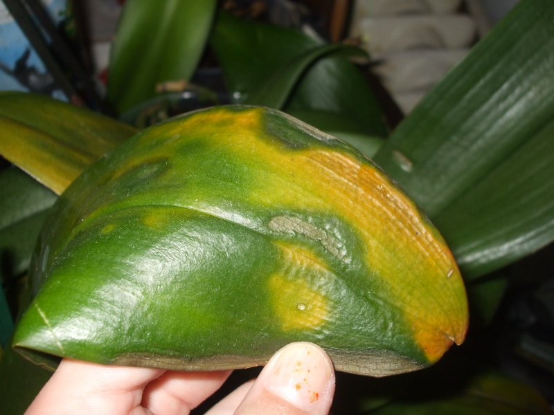 Pourquoi les feuilles des orchidées deviennent jaunes  Dscf2521