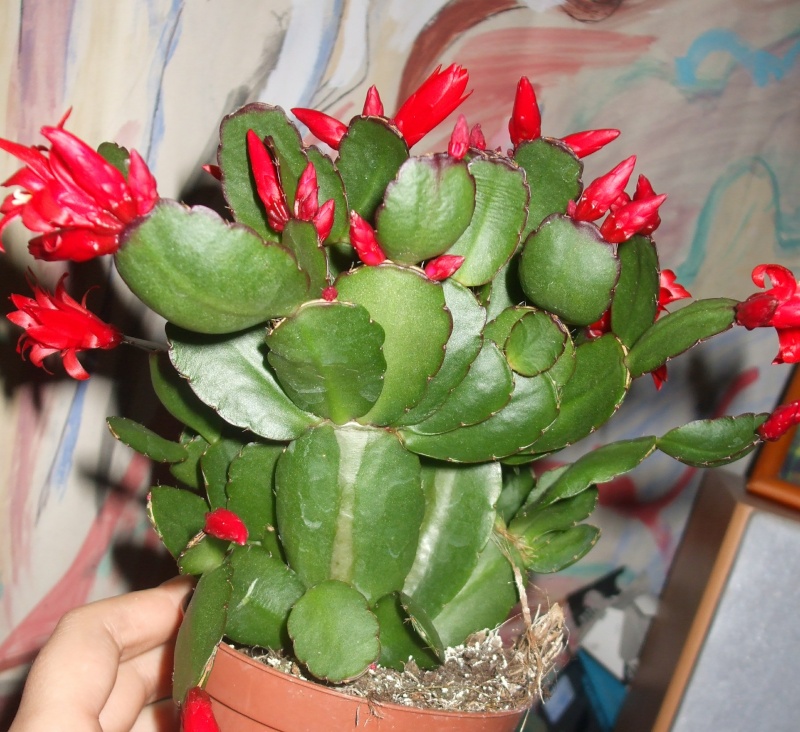 rhipsalidopsis- Spring cactus, cactus de Pâques ou Sunrise cactus Dscf2625