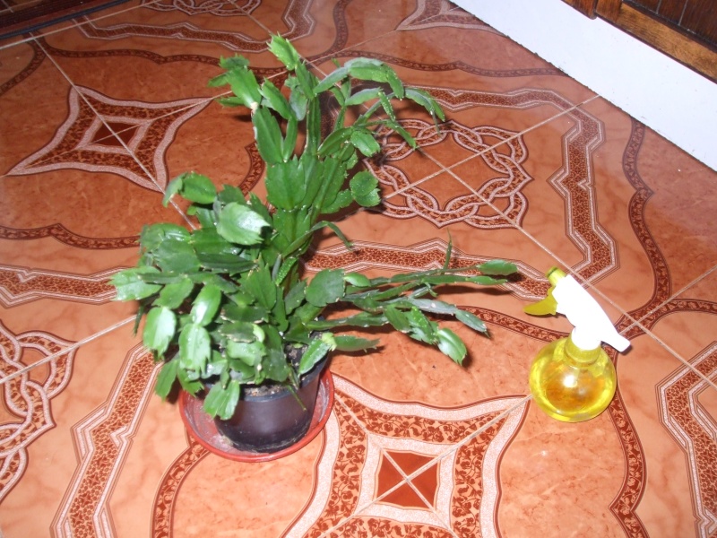 rhipsalidopsis- Spring cactus, cactus de Pâques ou Sunrise cactus Dscf2831