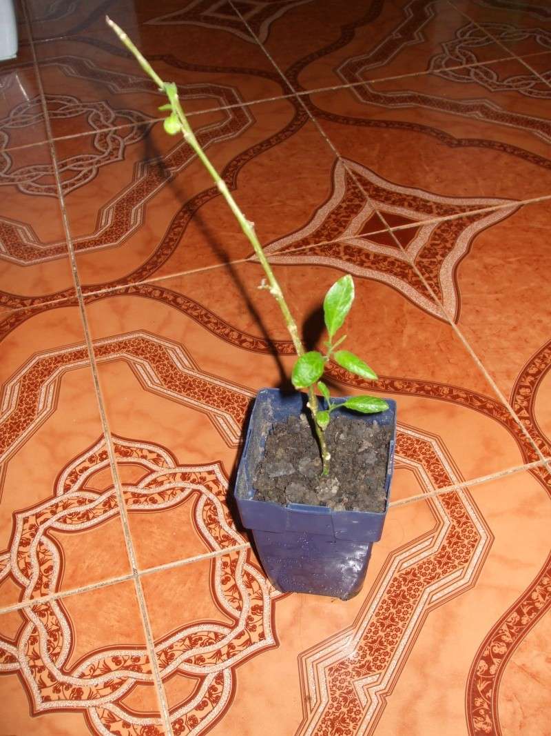 le pepino-"Solanum muricatum" (famille des Solanaceae) Dscf5010
