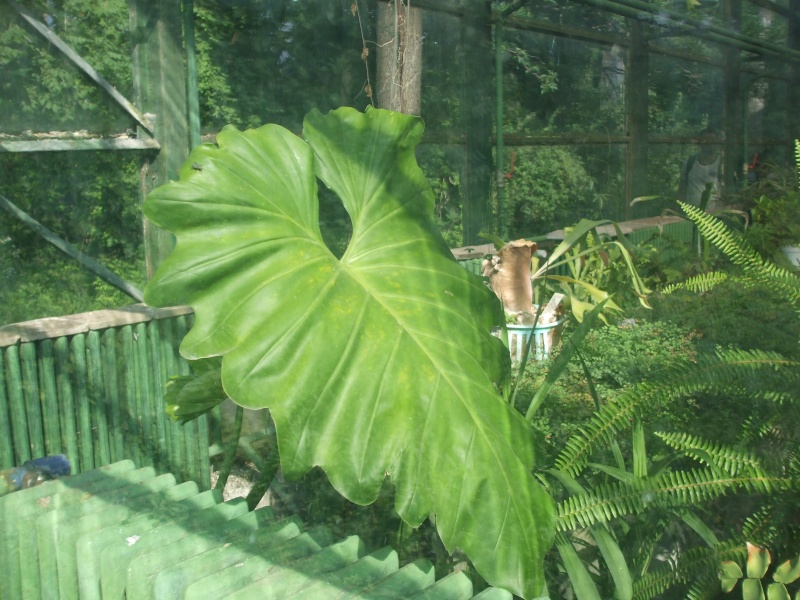 Le Jardin Botanique, Bucarest, l'été 2010 Dscf7413