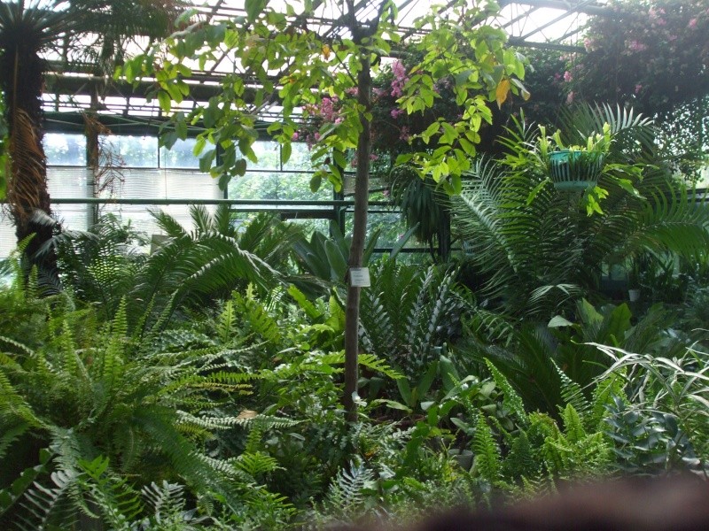Le Jardin Botanique, Bucarest, l'été 2010 Dscf7416