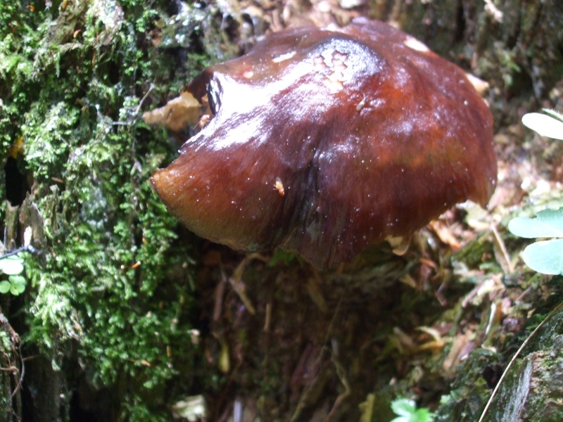 Détermination de champignons. C'est quell espèce de champignon ? Dscf8311