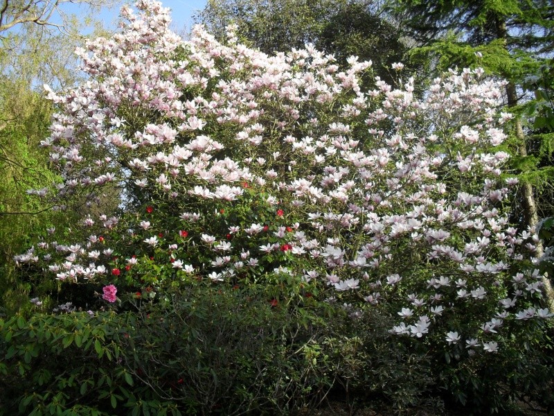 Magnolias 00212