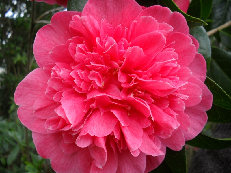Camélias: variétés, mode de culture, époque de floraison. partie I - Page 20 00223