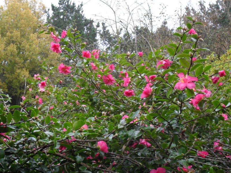 Camélias: variétés, mode de culture, époque de floraison. partie I - Page 3 00417