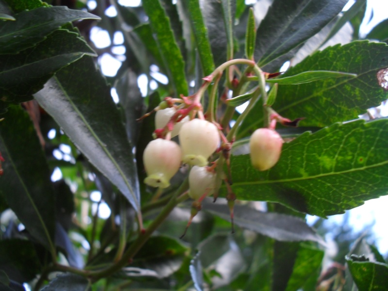 Arbutus Unedo 00510