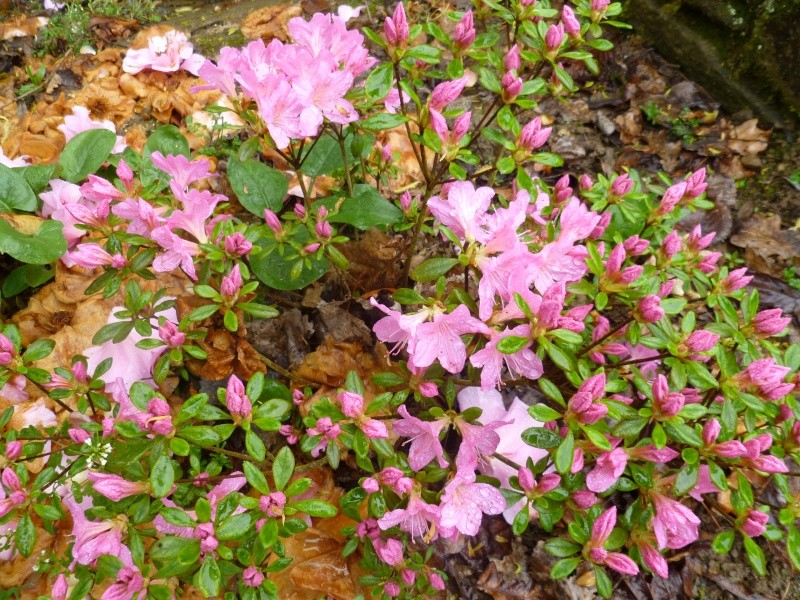 Rhododendrons  - Page 2 00516