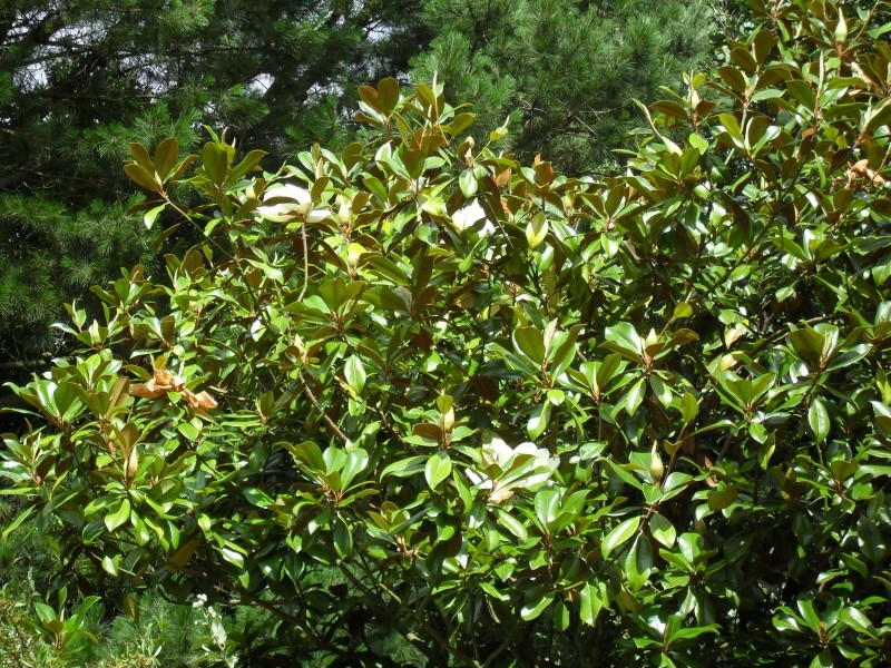 Magnolias 00712