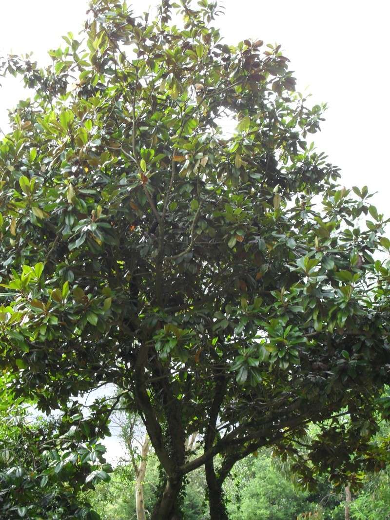 Magnolias 00810