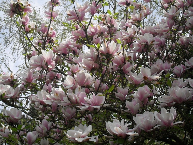 Magnolias 00910