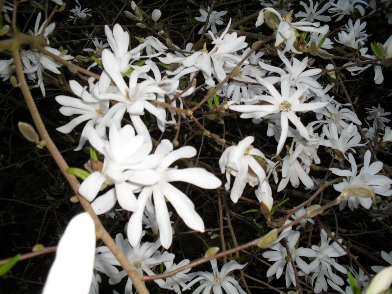 Magnolias 01210