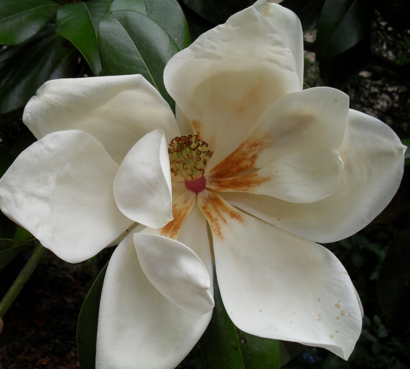 magnolias - Magnolias 01612