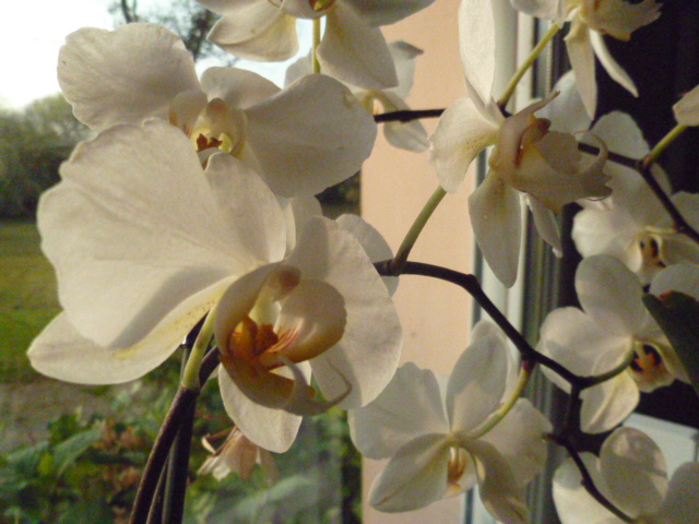 floraisons des orchidées - Page 11 01715