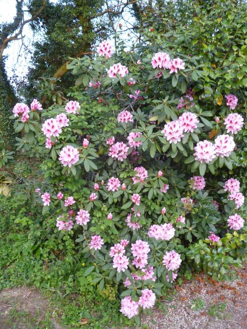 Aperçus de mon jardin Breton 02113