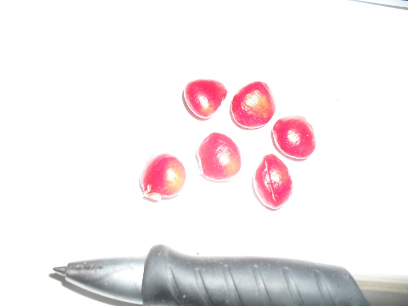 Magnolias 02310