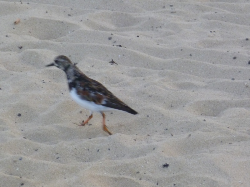 Oiseau Fuerteventura. Mais lequel? 12710