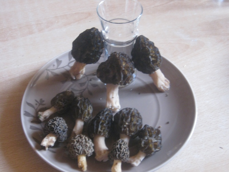 Morilles : la première de cette année !!! - Page 2 Img_0820