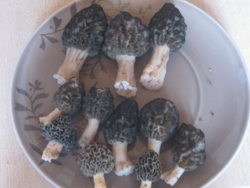 Morilles : la première de cette année !!! - Page 2 Img_0822