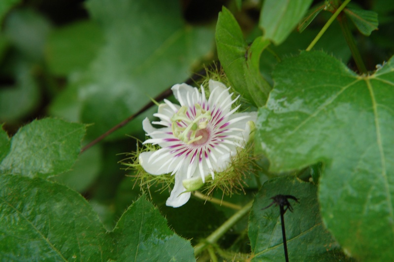 Passiflora foetida - which one Near_c10