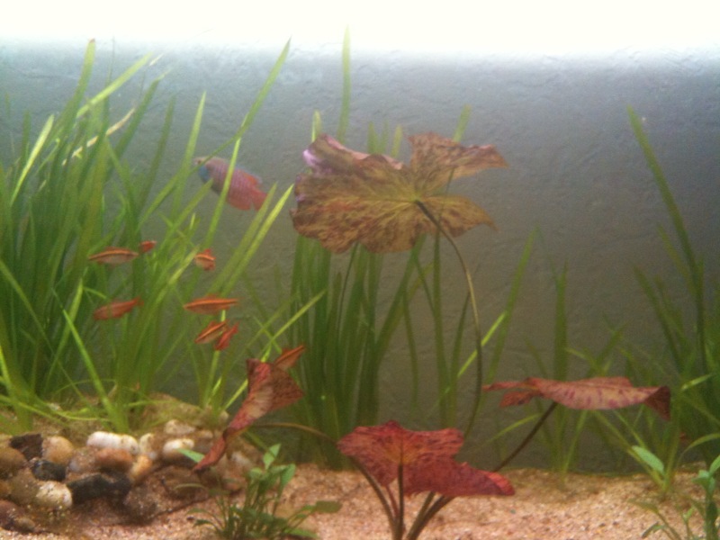 Population asiatique 180 litres. Photop10