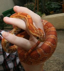 pantherophis guttatus het anery het hypo 73049_10