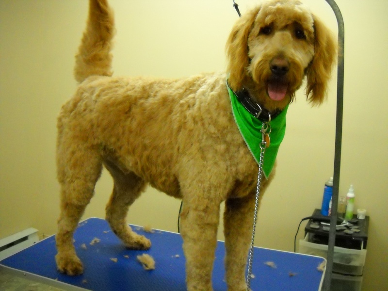 Golden Doodle 00810