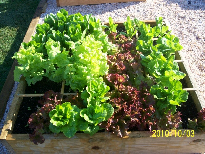 UpSo: December Lettuce 100_2110