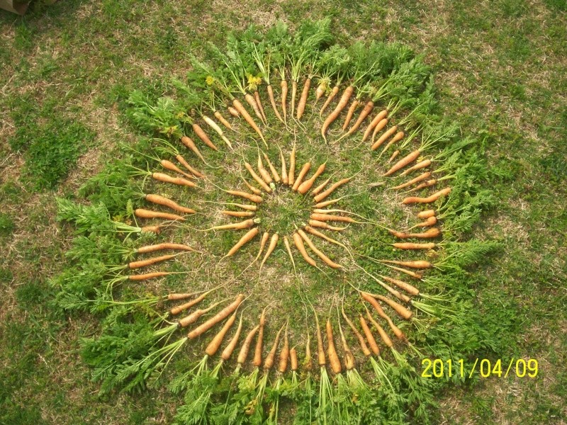 CRAZY Carrot Harvest pics 100_2843