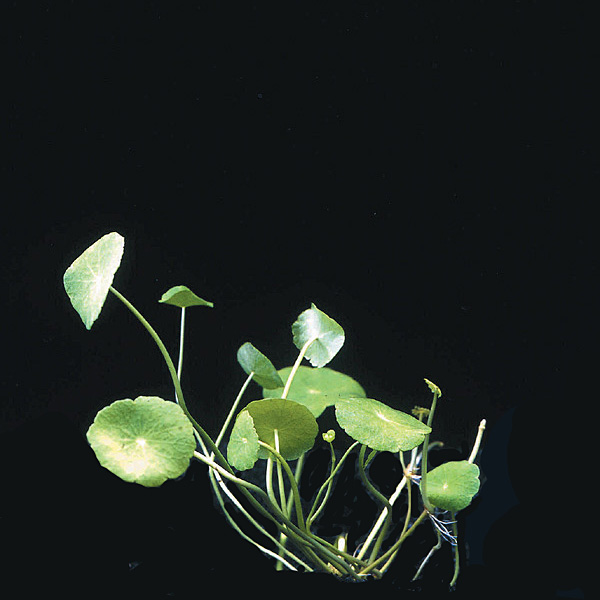 hydrocotyle verticillata Artps-10