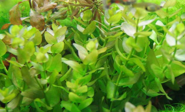 bacopa amplexicaulis Bacopa10