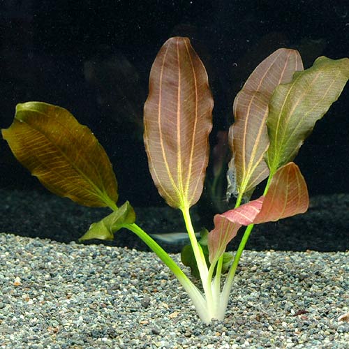 Echinodorus osiris Bd10