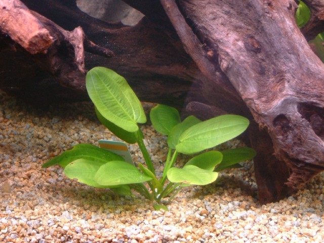 Echinodorus cordifolius Echino13
