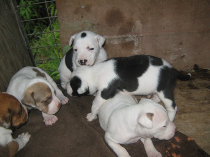 PUPS  Img_0715