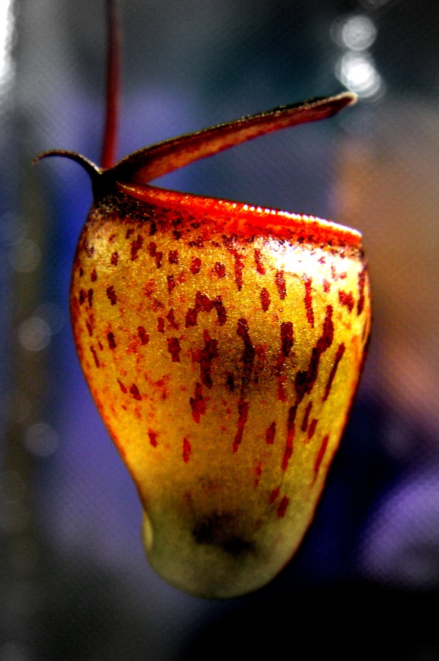Nepenthes "Tenuis" Tenuis11