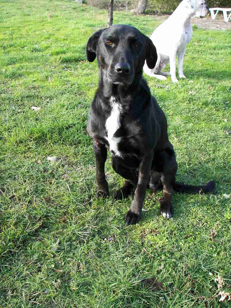 Nessy femelle croisée Labrador Nessy_16