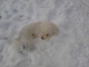 Concours photo chien hiver 2010/2011 - Page 6 Snoopy10