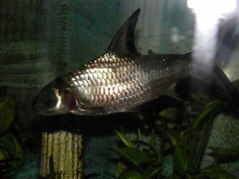 Mon Requin Deau Douce Se Fait Attaquer