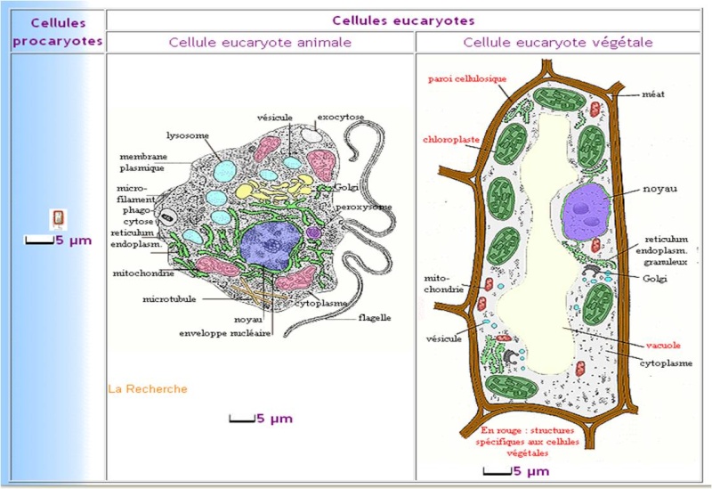 Comparaison entre la cellule animale et végétale eucaryote Image110